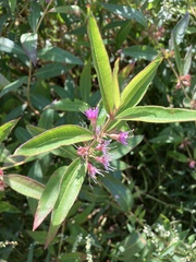 Decodon verticillatus