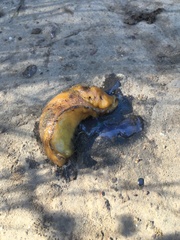 Ariolimax brachyphallus