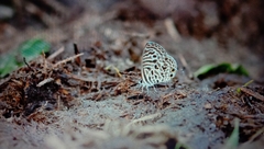 Leptotes plinius