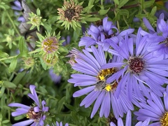 Colletes compactus compactus