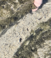 Crangon septemspinosa