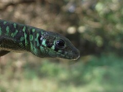 Lacerta schreiberi