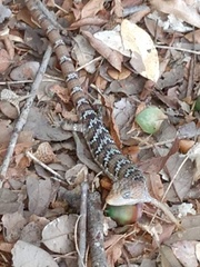 Gerrhonotus infernalis