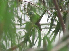 Thectocercus acuticaudatus