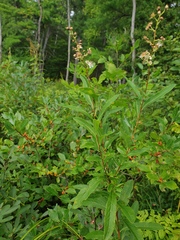 Spiraea alba alba