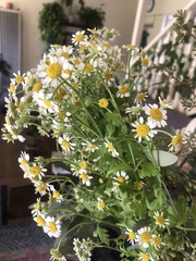 Tanacetum parthenium