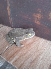 Rhinella arenarum