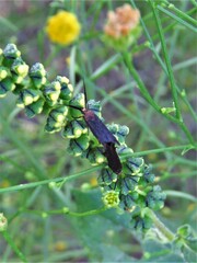 Scythris fuscicomella