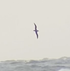Calonectris