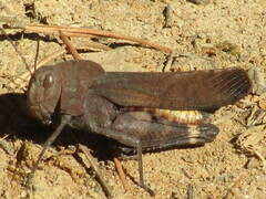 Arphia xanthoptera