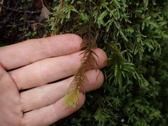Kindbergia oregana