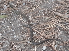 Zamenis longissimus
