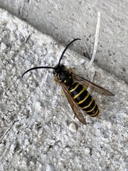 Vespula flavopilosa