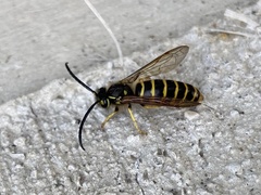 Vespula flavopilosa