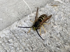 Vespula flavopilosa