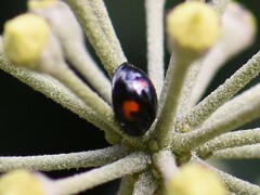 Exochomus quadripustulatus