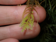 Kindbergia oregana