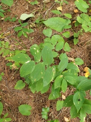 Uvularia grandiflora