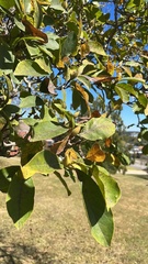 Magnolia liliiflora