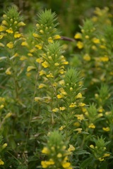 Bellardia viscosa