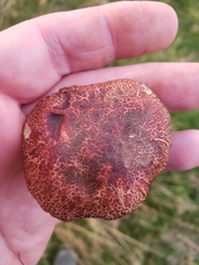 Xerocomellus cisalpinus