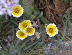 Layia platyglossa
