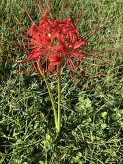 Lycoris
