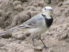 Motacilla alba alba