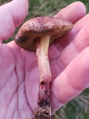 Xerocomellus cisalpinus