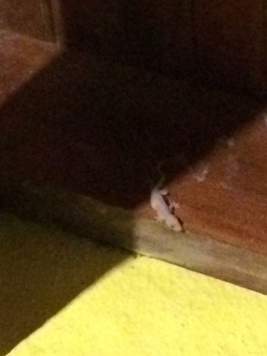 Gekkonidae