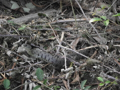 Natrix astreptophora