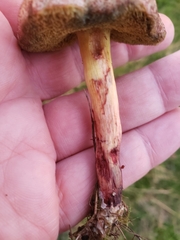 Xerocomellus cisalpinus