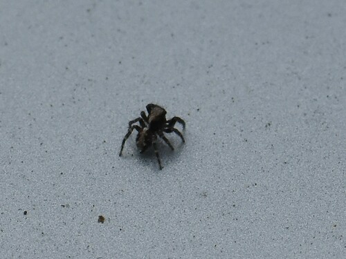 House Jumping Spider, Groesbeek, Nederland, photo 8 of 10