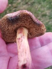 Xerocomellus cisalpinus