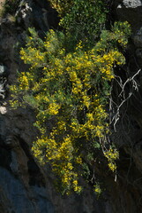 Genista majorica