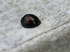 Chilocorus bipustulatus