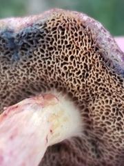 Xerocomellus cisalpinus