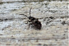 Scolopostethus decoratus