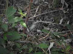 Natrix astreptophora
