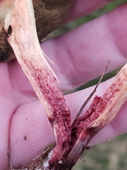 Xerocomellus cisalpinus