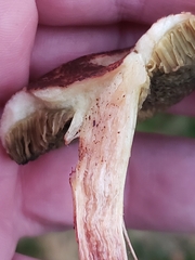 Xerocomellus cisalpinus