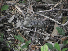 Natrix astreptophora