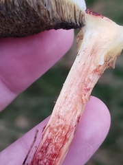 Xerocomellus cisalpinus