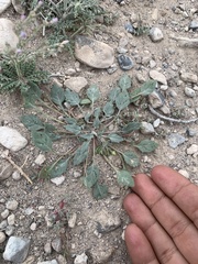 Chylismia