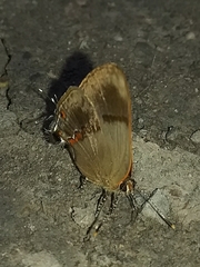 Lamprospilus collucia