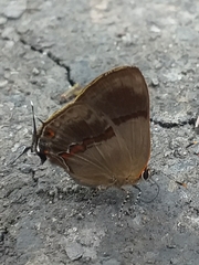 Lamprospilus collucia