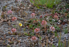 Eriogonum