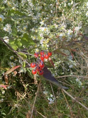 Crataegus phaenopyrum