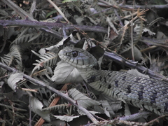 Natrix astreptophora