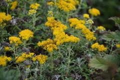 Eriophyllum staechadifolium